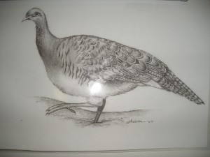 mallee fowl 001