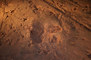 stampede footprints